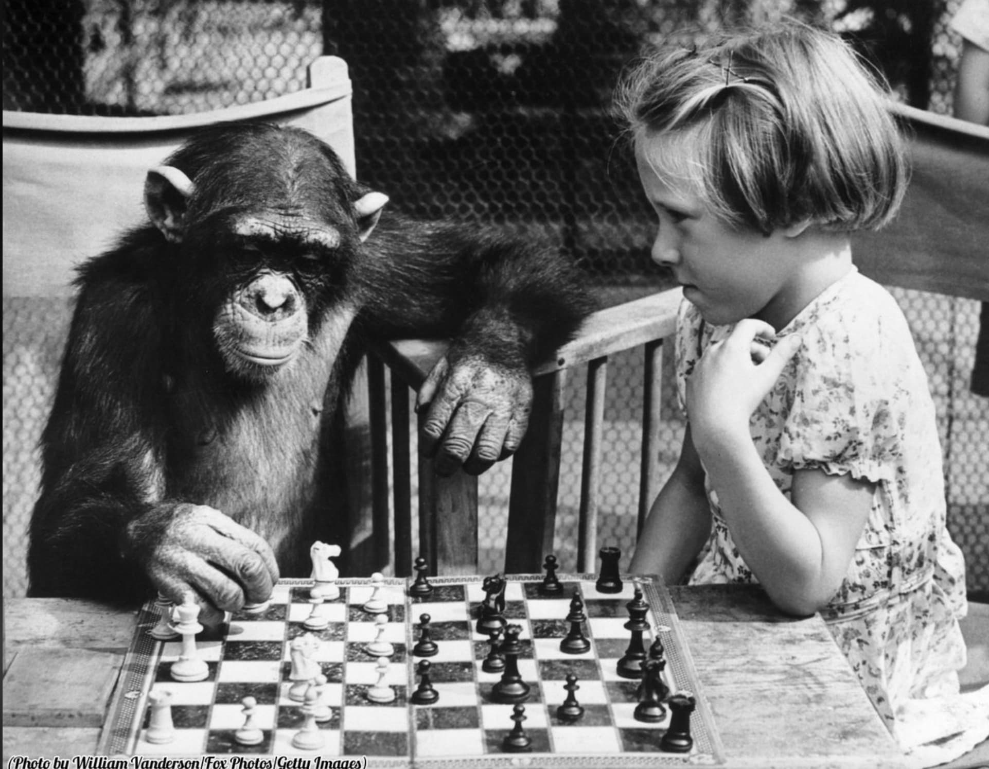 chimpanzee playing chess - www wwwwwww Photo by William VandersonFox PhotosGetty Images